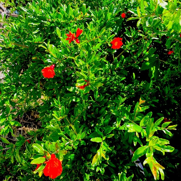 Meet your Posher, Clarisse - Picture 3 of 5